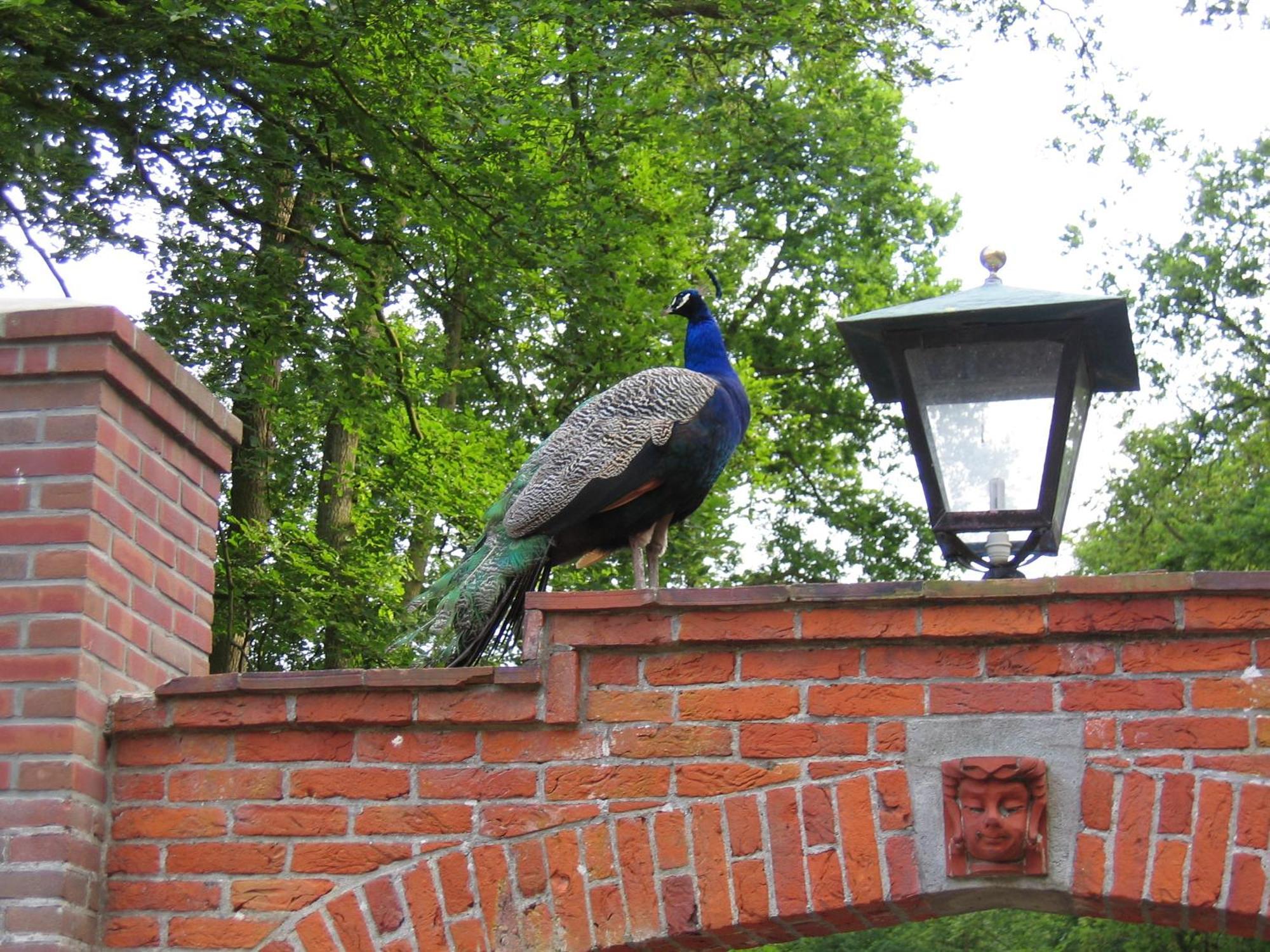 Londons Cottage Hilversum Eksteriør bilde